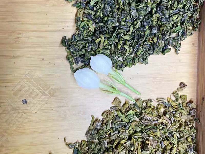 秋季茉莉-04