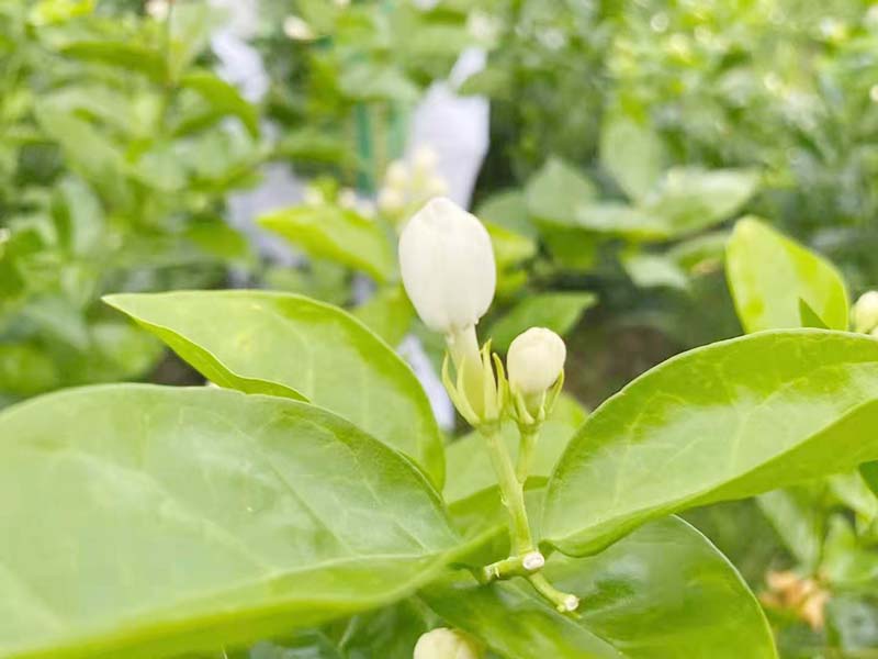 秋季茉莉-05