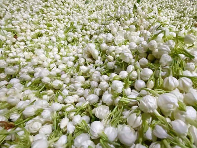 秋季茉莉-03