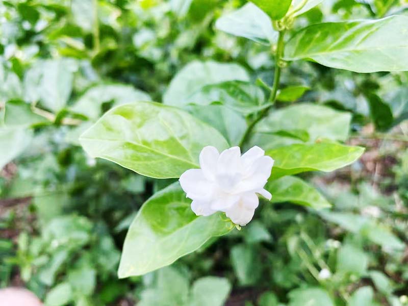 秋季茉莉-06