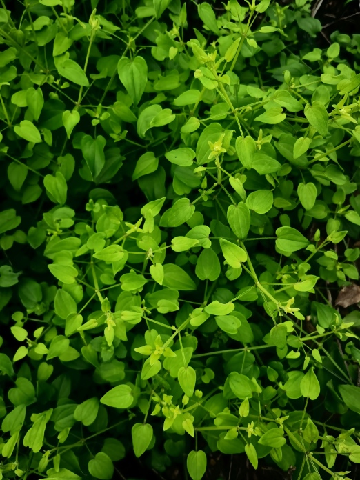 东坪高山茶基地的草木——心形，三角形叶