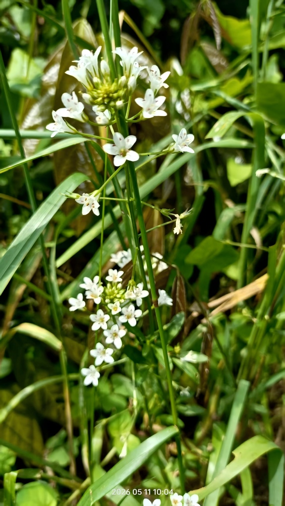 东坪高山茶基地的草木——披针形叶片